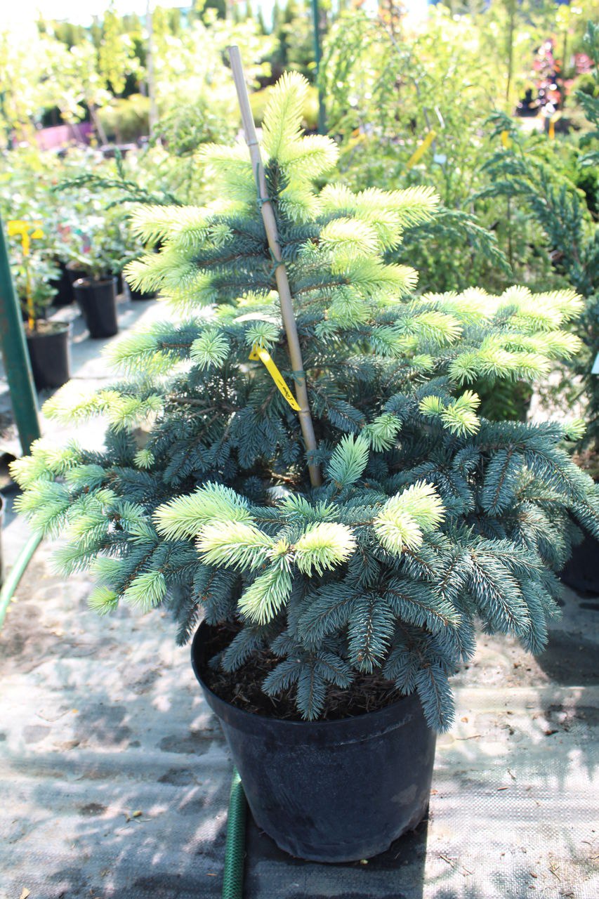 Ель колючая Альбоспика