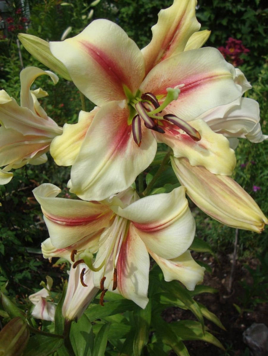 Лилия Гарден Плеже