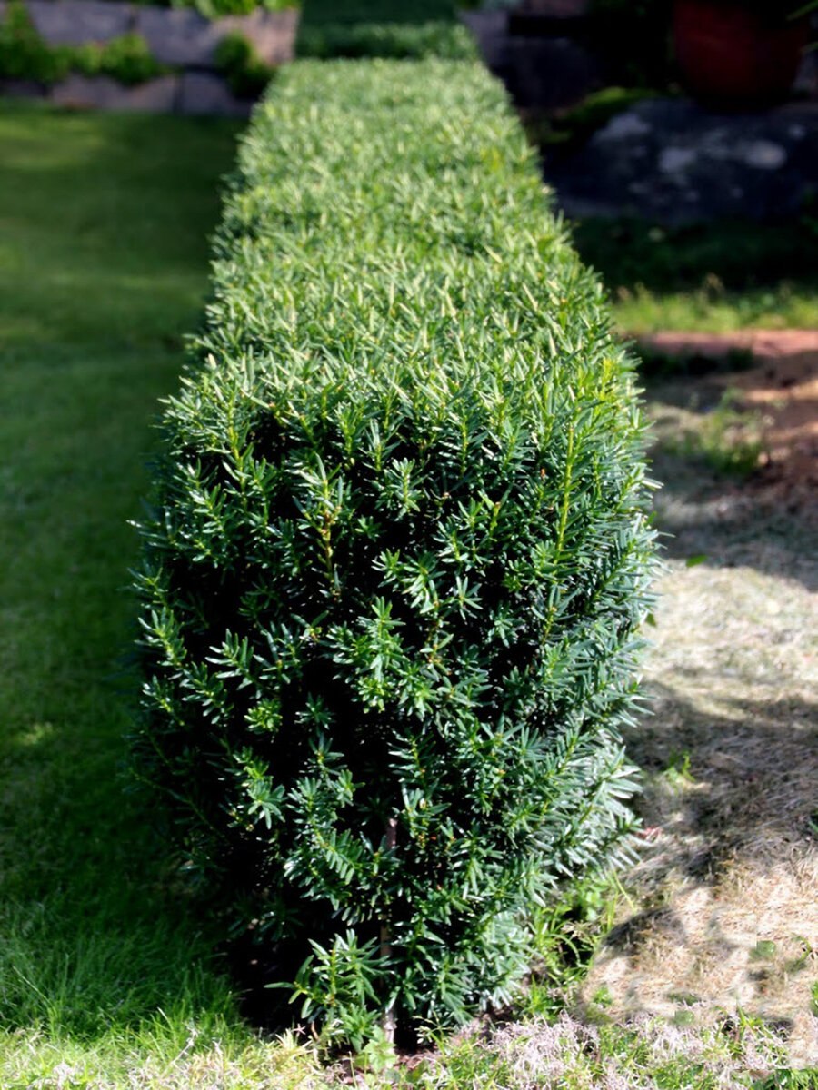 Тисс Taxus Media Hillii