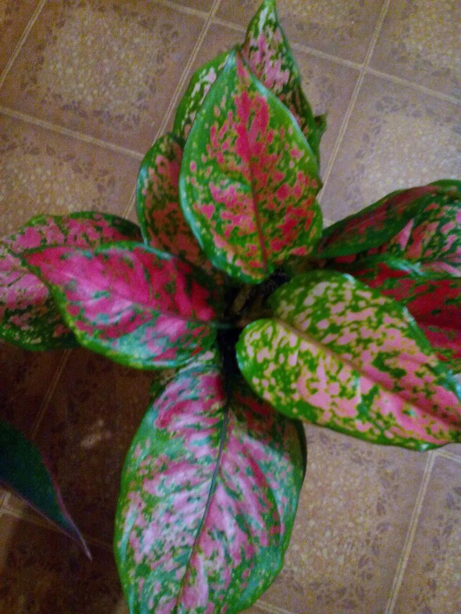 Аглаонема триколор