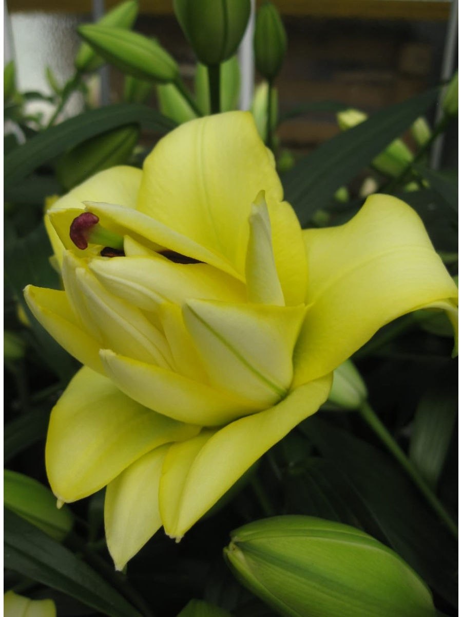 Лилии exotic Sun