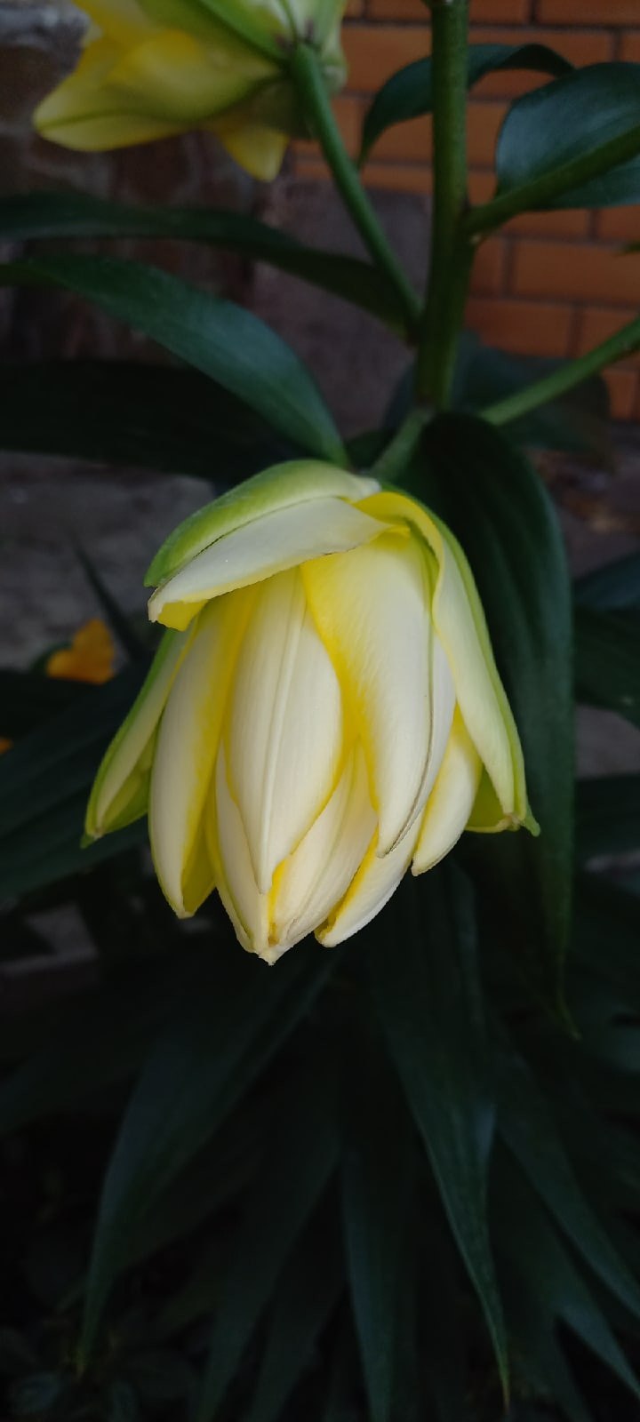 Лилия Восточная Кзотико