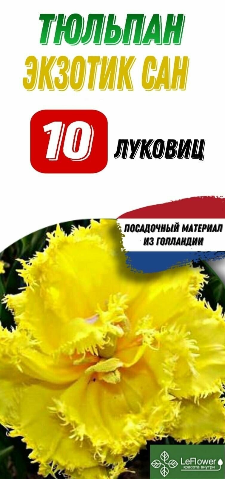 Лилия Голден ТАЙКУН