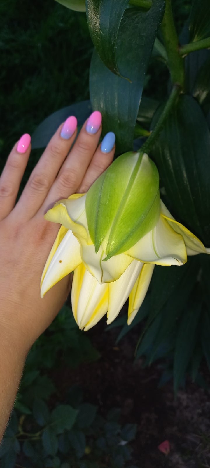 Лилия экзотик сан