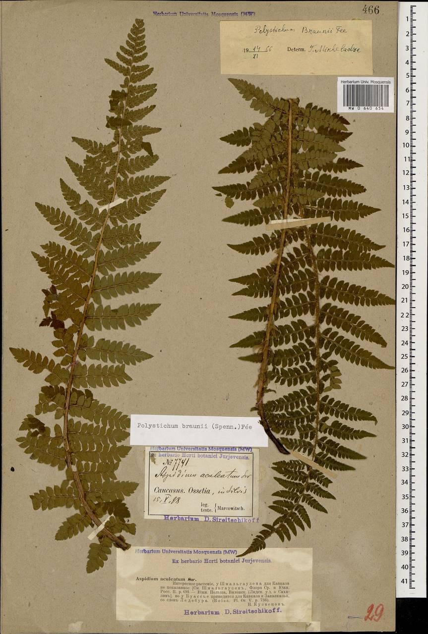 Многорядник Брауна