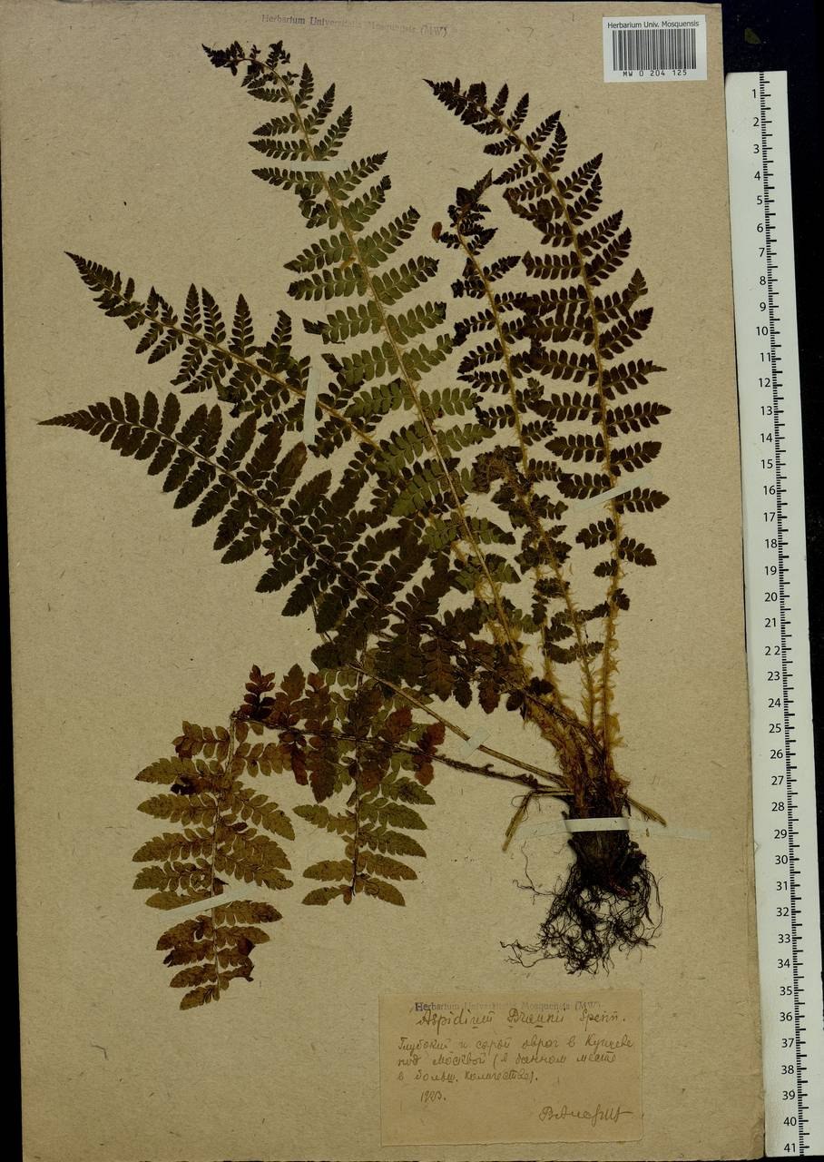 Папоротник Многорядник копьевидный