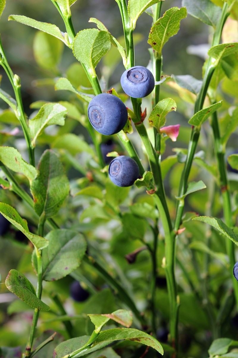 Черника обыкновенная (Vaccinium myrtillus l.)