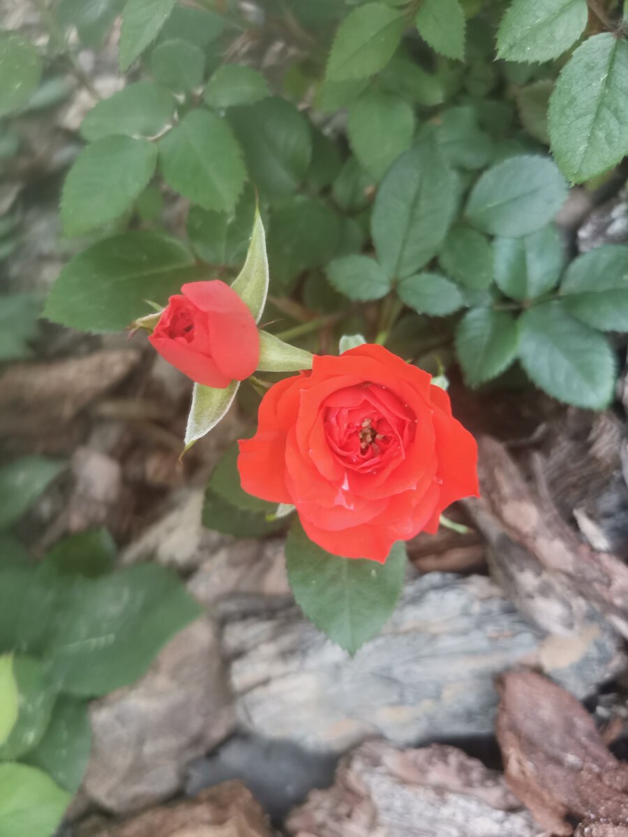 Роза оранж беби