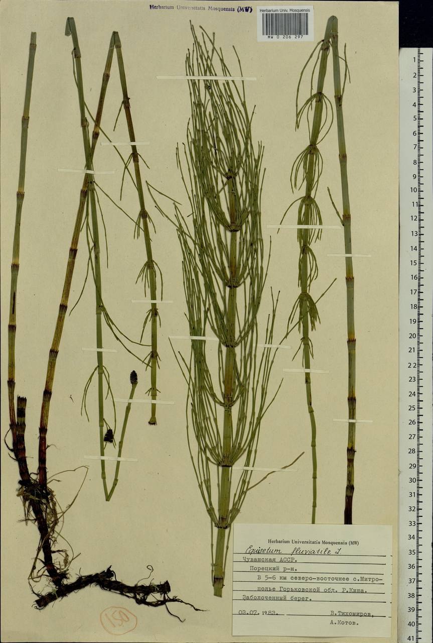 Хвощ Речной (Equisetum fluviatile)