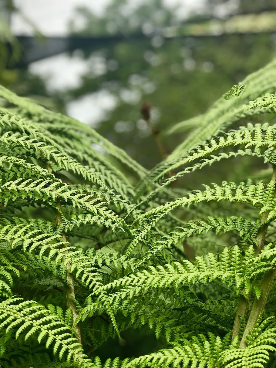 Джунглевый папоротник