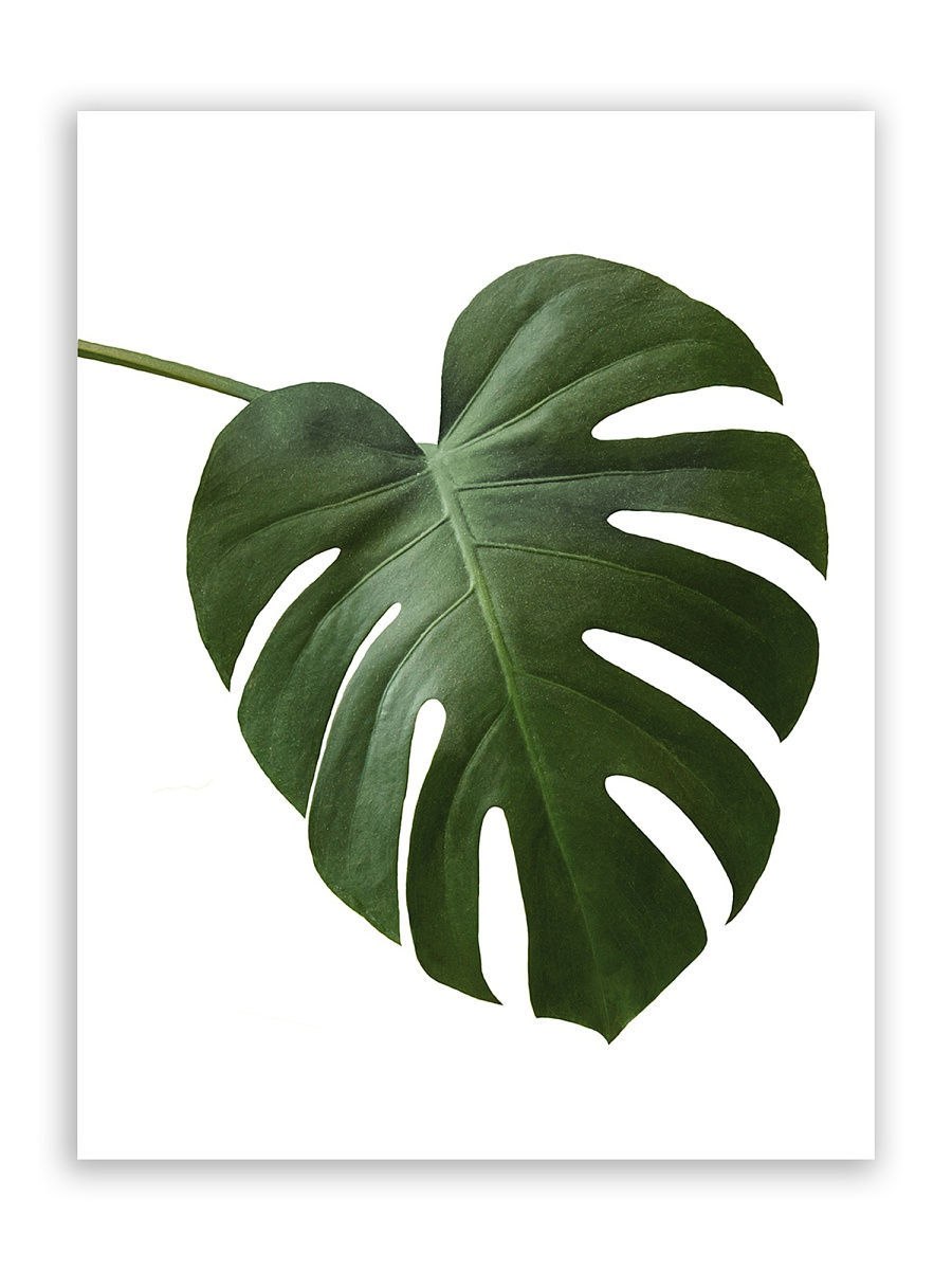 Монстера Monstera subpinnata