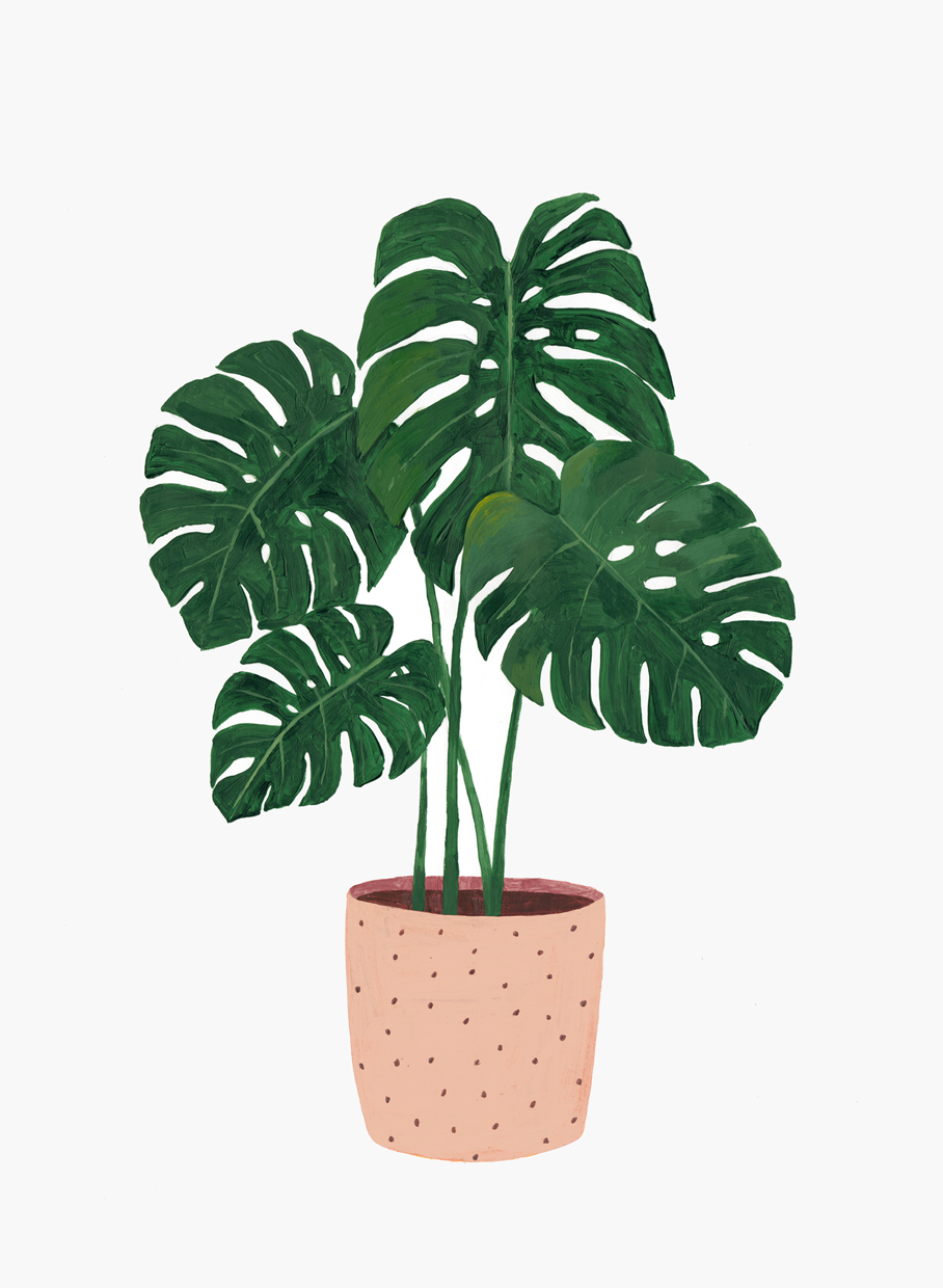 Монстера Делициоза (Monstera deliciosa)
