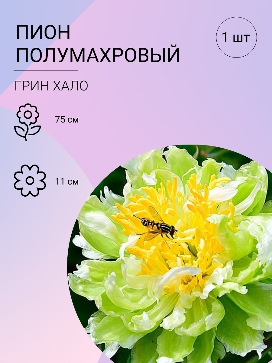 Пион полумахровый Грин Хало в саду