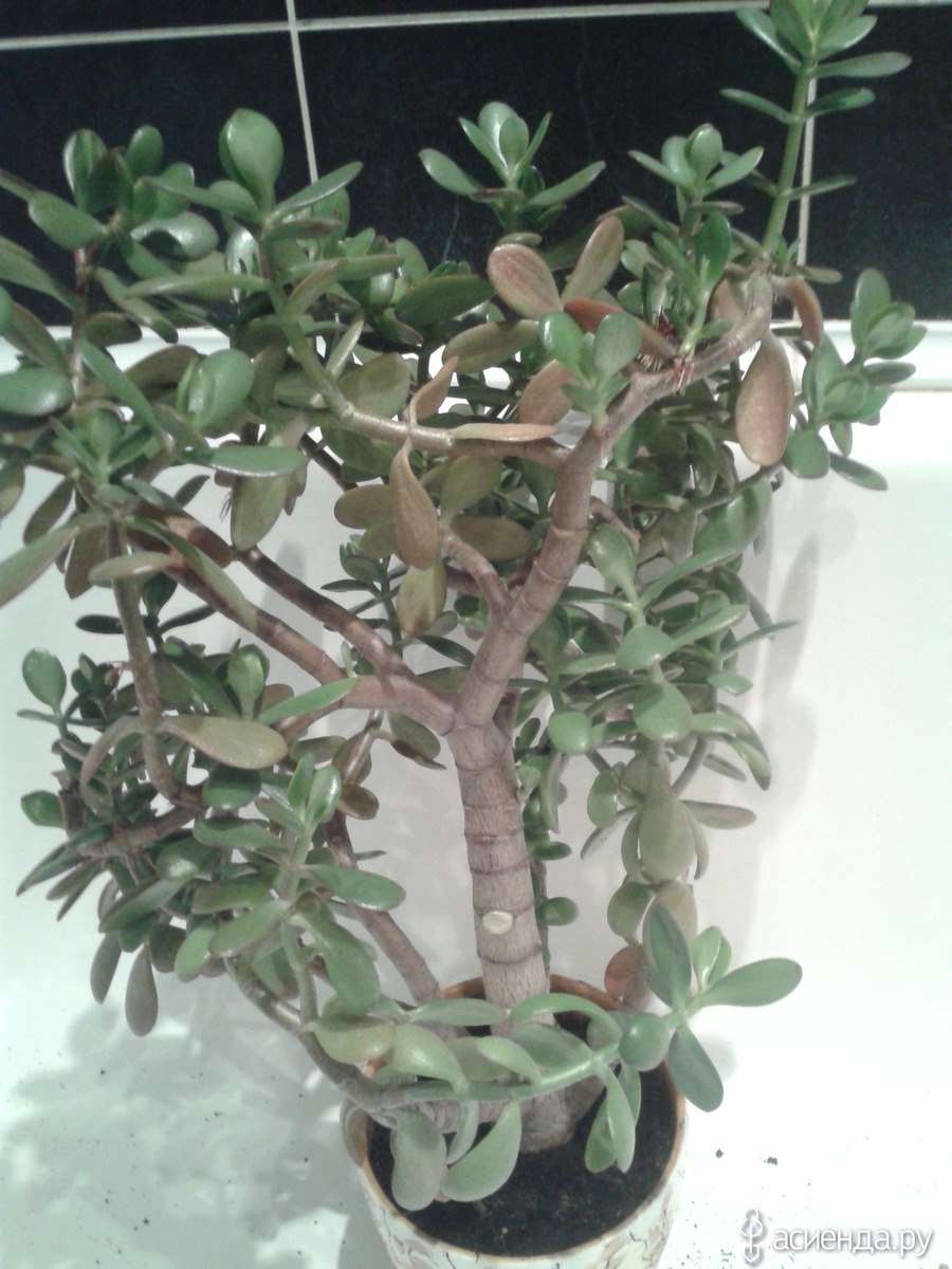 Толстянка Лиана вьющийся