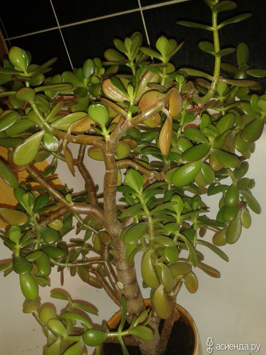 Цветок с длинными стеблями денежное дерево