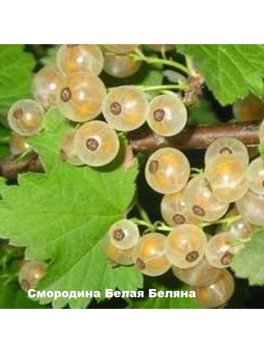 Смородина белая Вайт Холландер