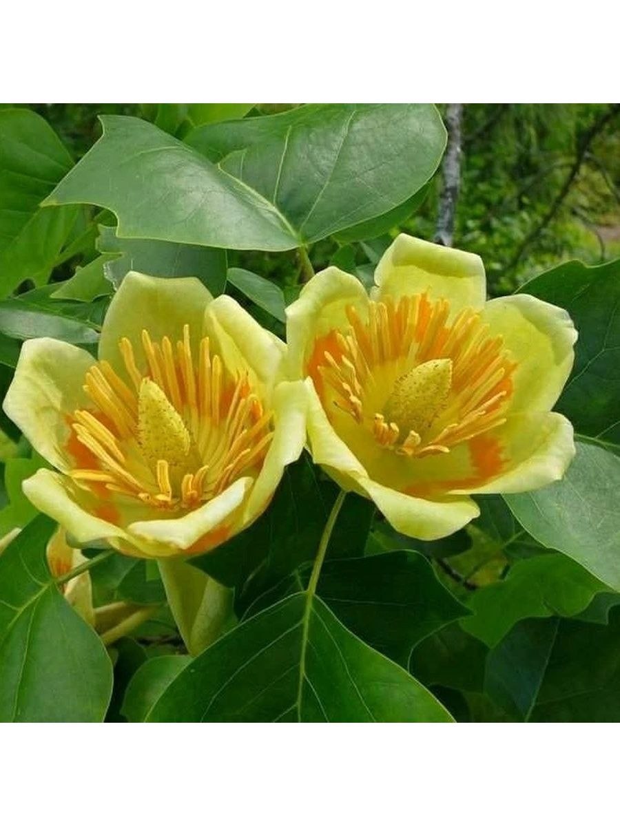 Тюльпанное дерево (Лириодендрон)