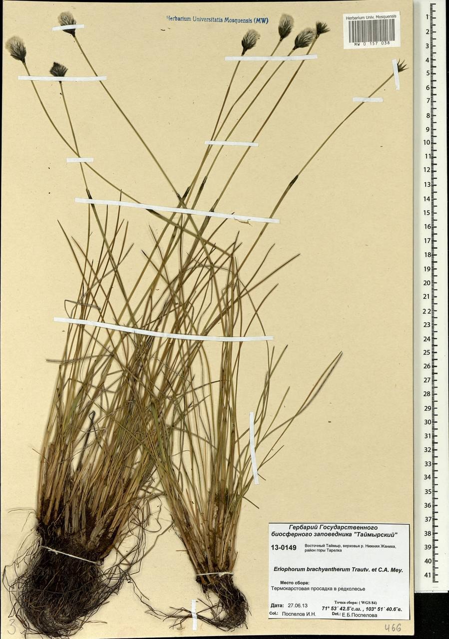 Пушица широколистная