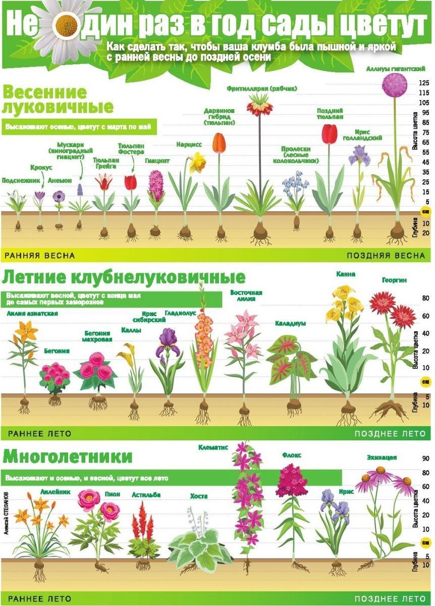 Лиатрис (Liatris)