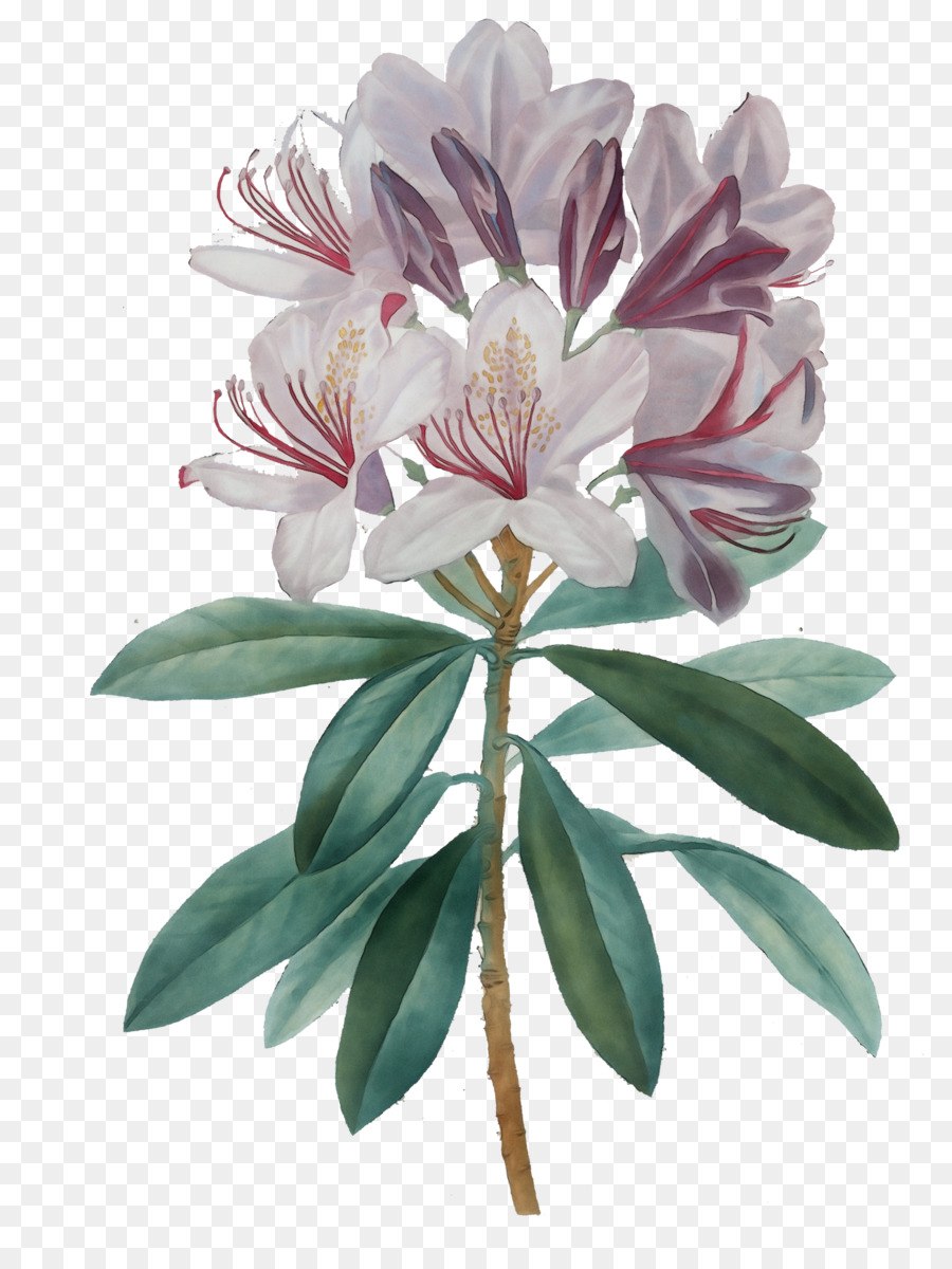 Rhododendron tschonoskii Ботаническая иллюстрация