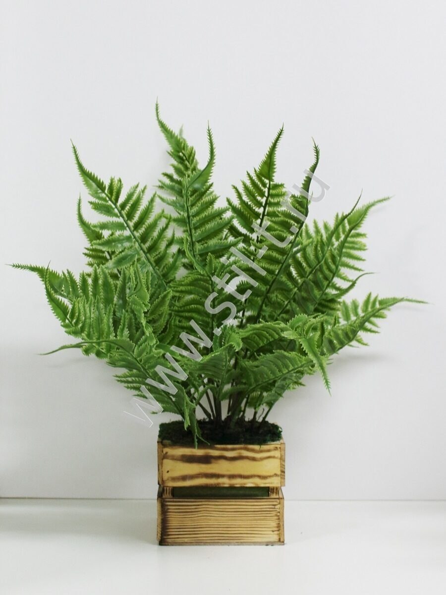 Папоротник бонсай