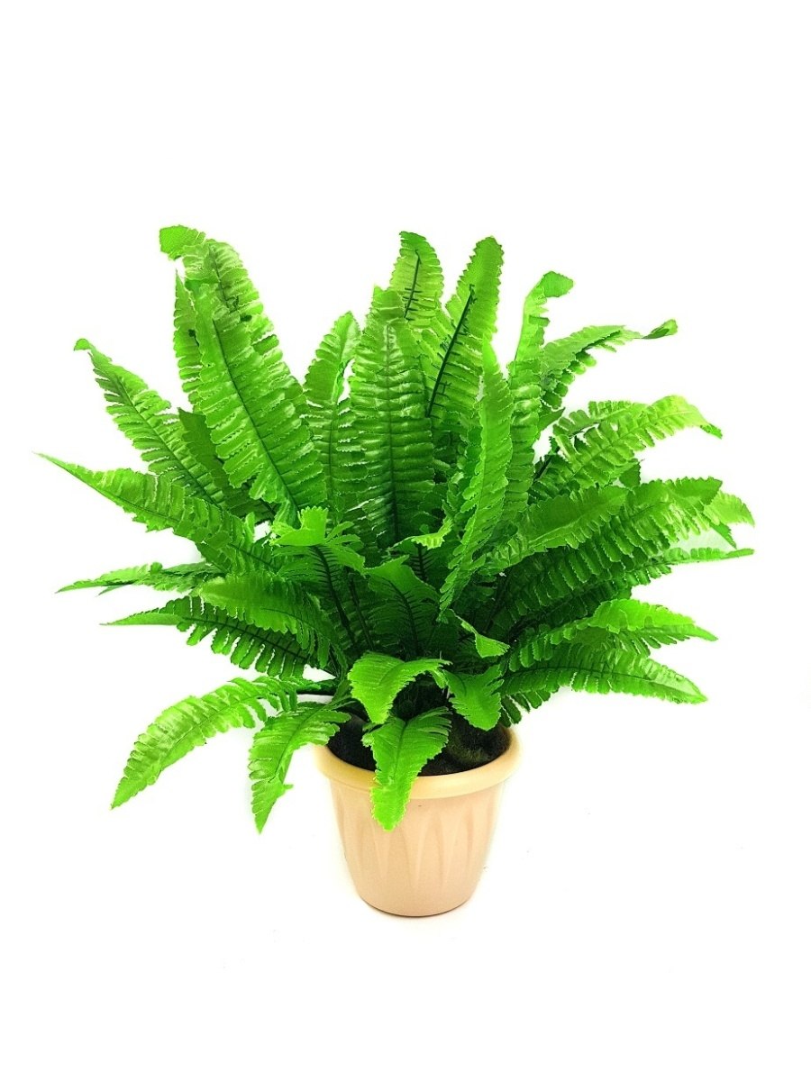 Папоротник нефролепис Грин леди