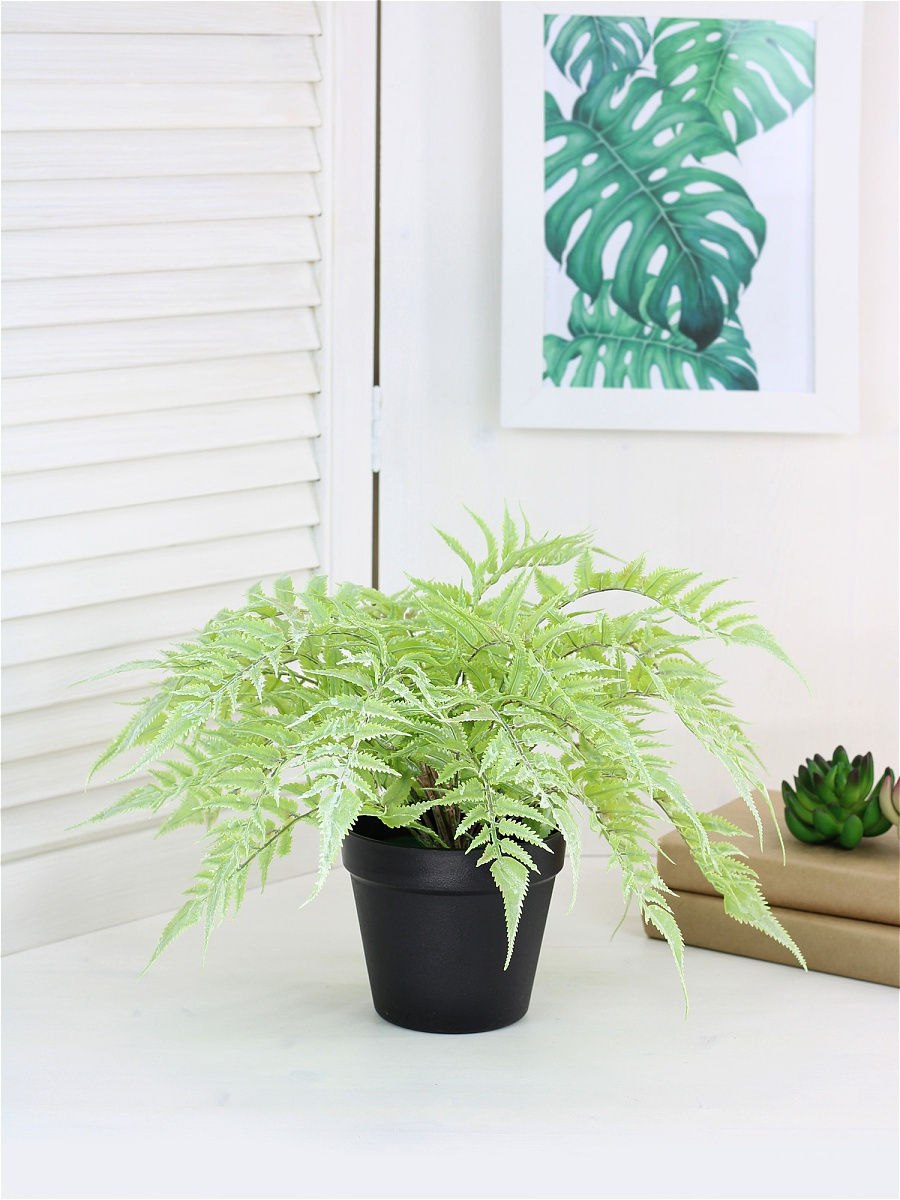 Большой папоротник в горшке на белом фоне