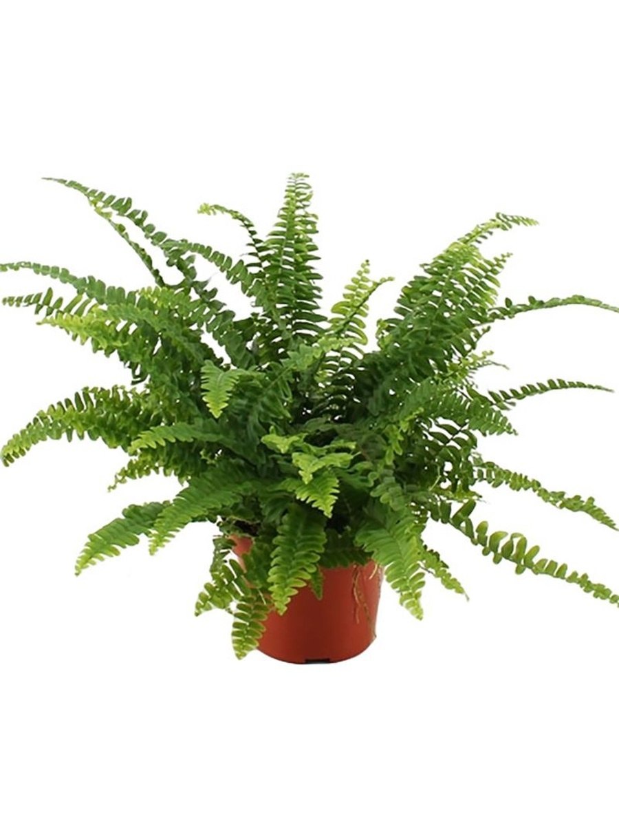 Папоротник Леруа