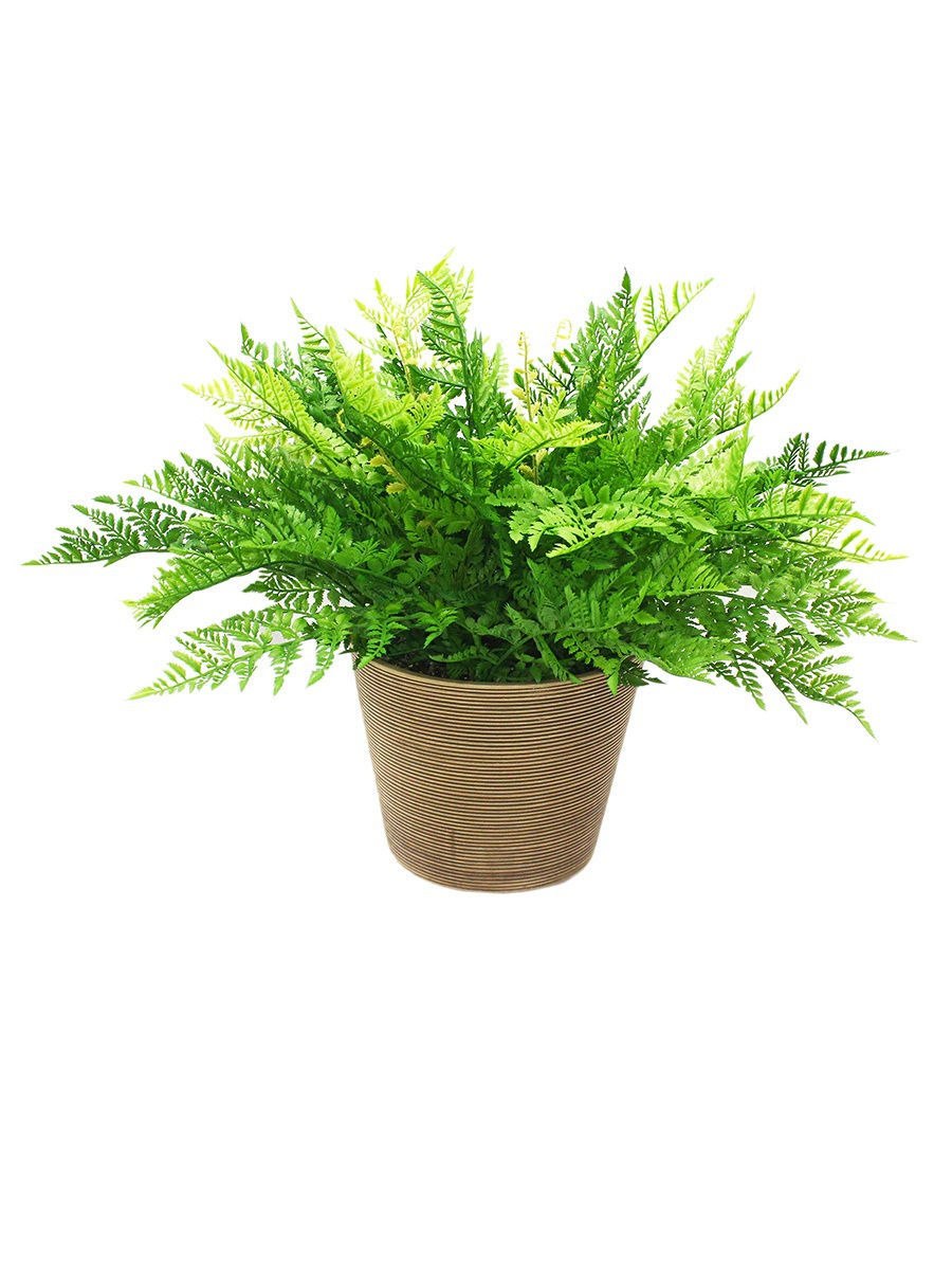 Карликовый папоротник комнатный
