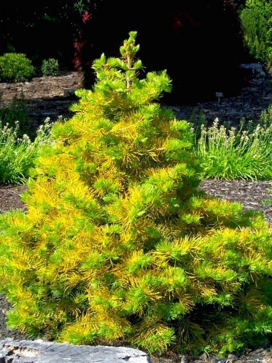 Ель Picea Abies Gold Finch