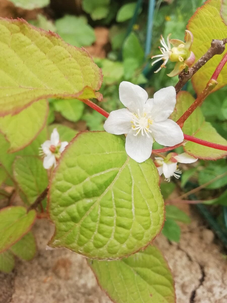 Актинидия сентябрьская