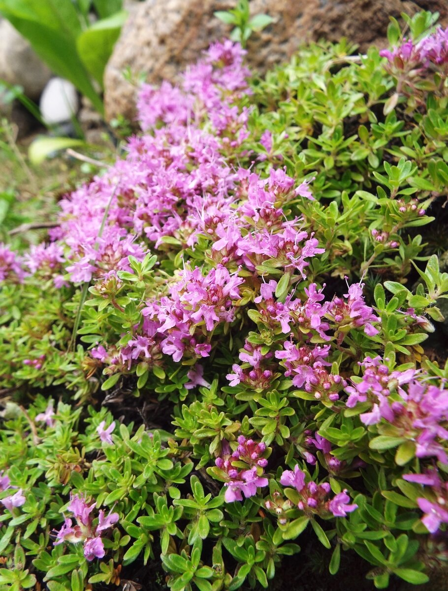 Тимьян ползучий (Thymus serpyllum 'Magic Carpet')