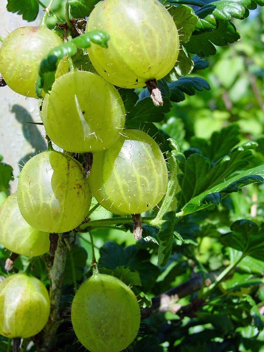 Агрус крыжовник