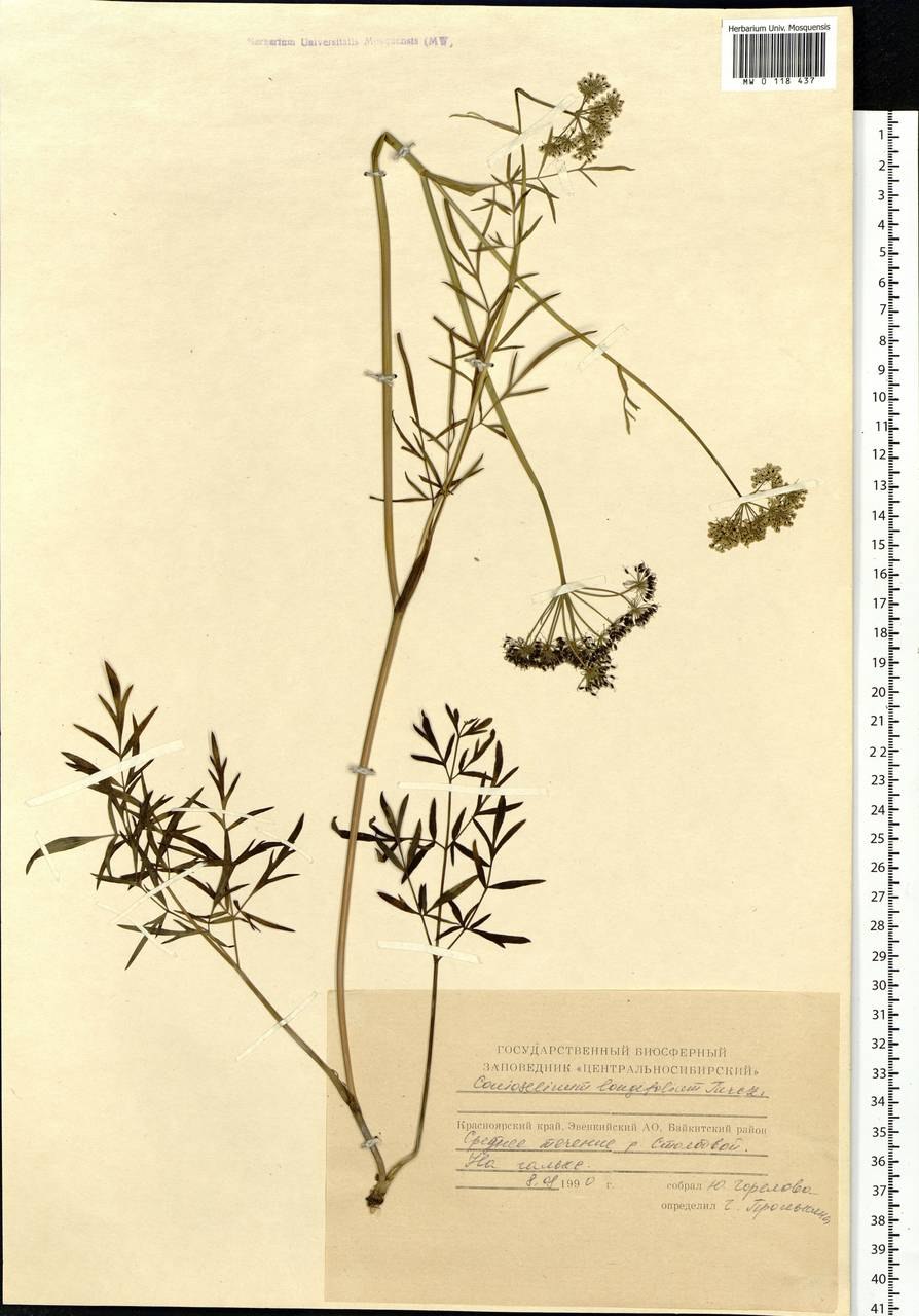 Астрагал Федченко