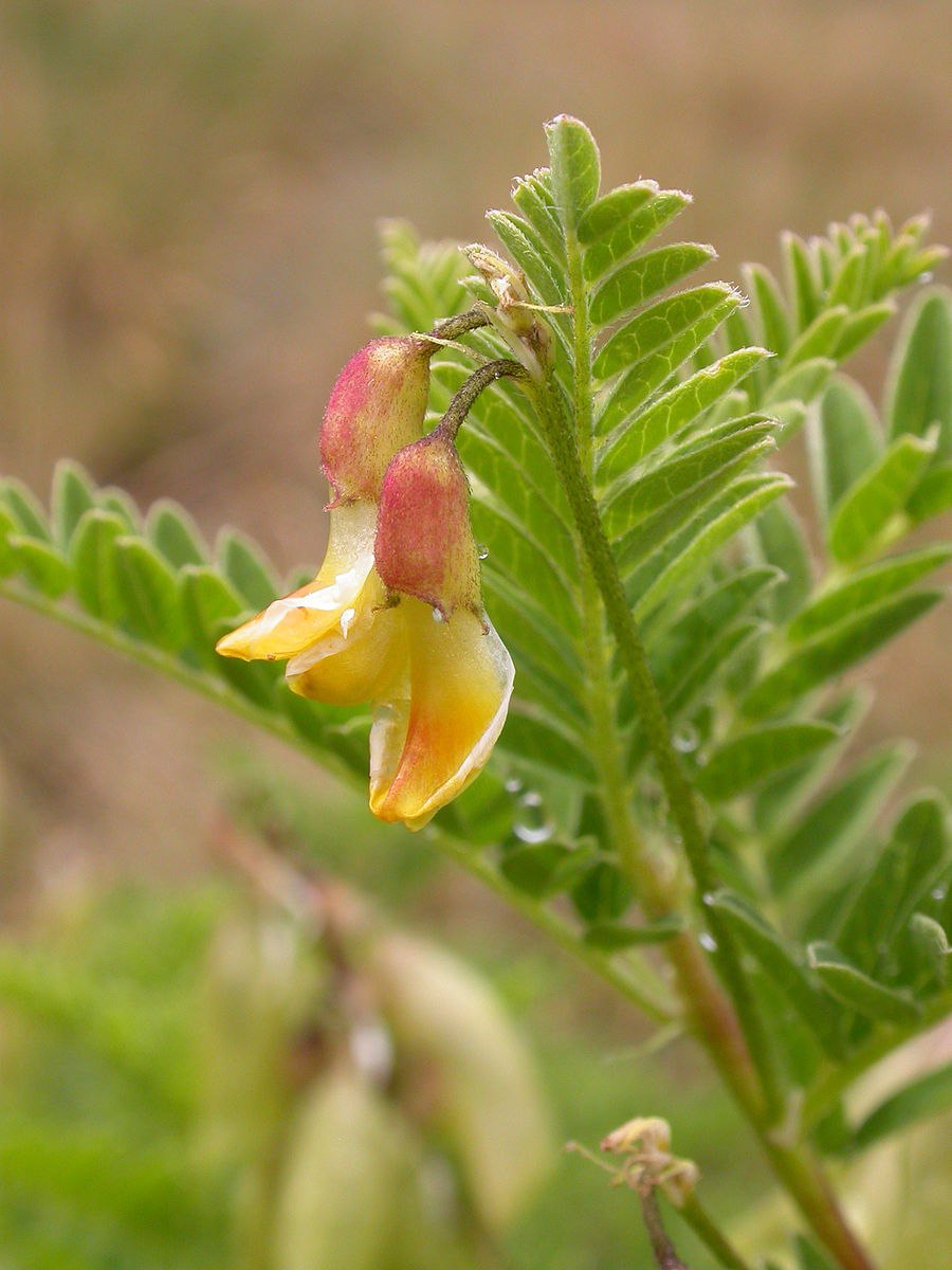 Astragalus falcatus