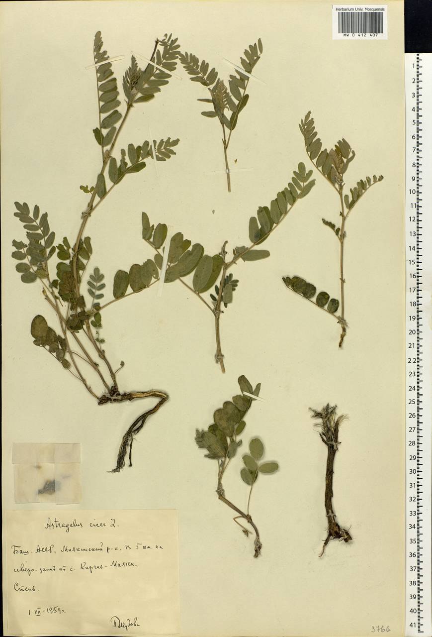 Астрагал длиннолистный красная книга