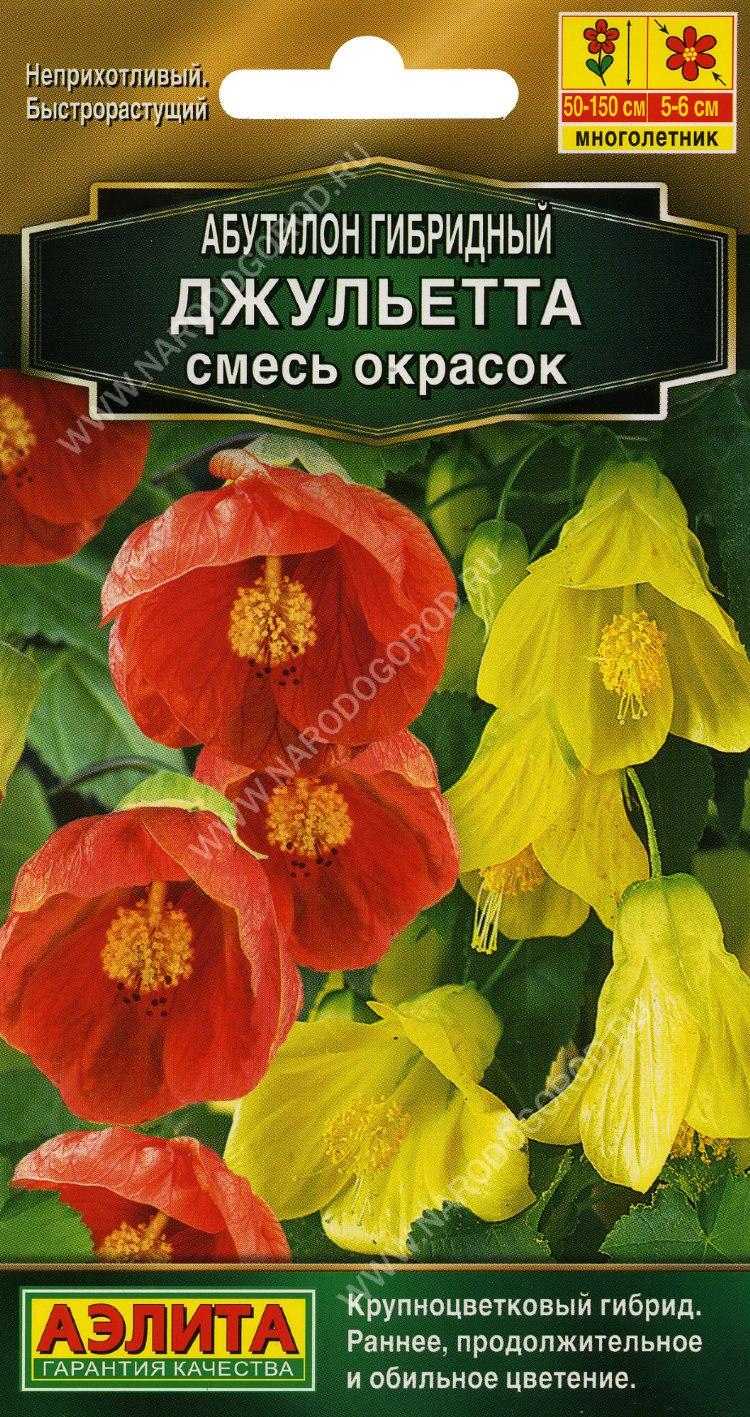 Абутилон комнатный клен