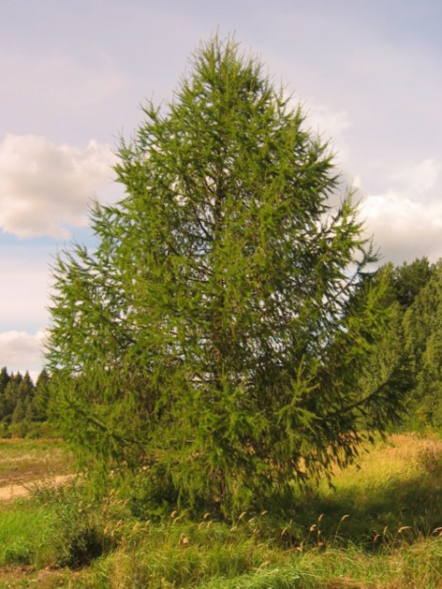 Лиственница Сибирская Larix sibirica
