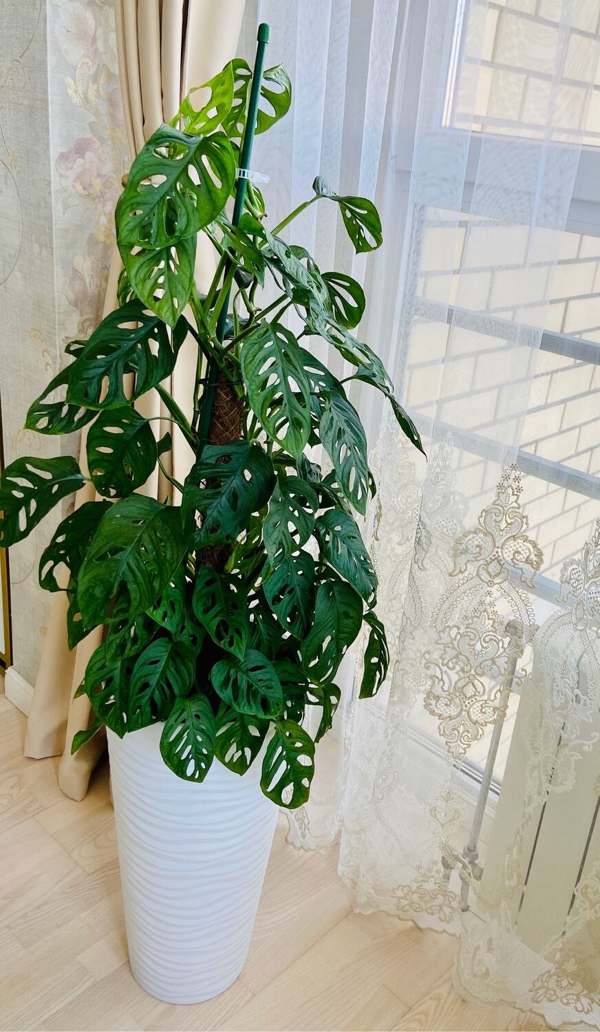 Монстера манки маск