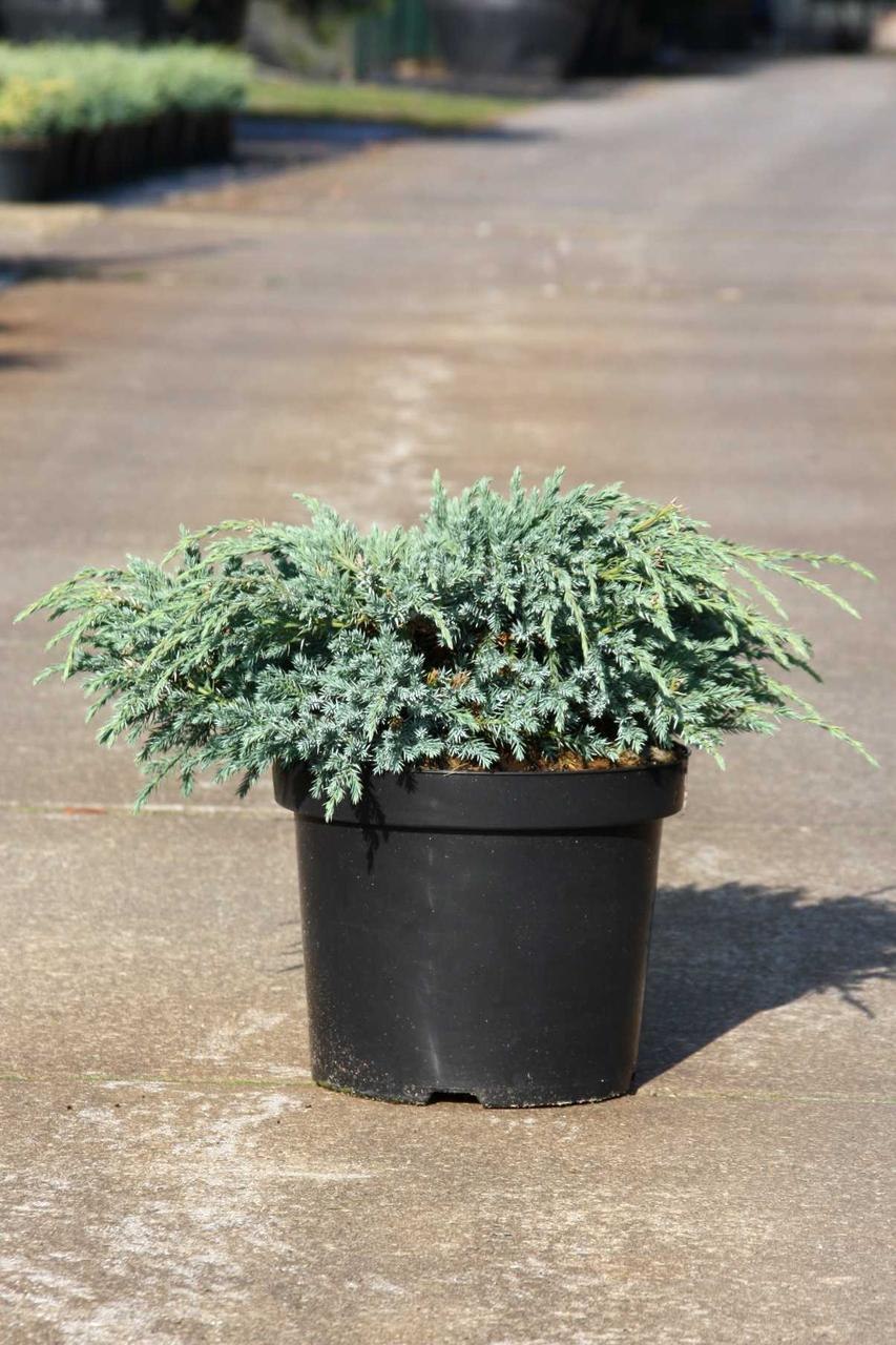 Можжевельник казацкий Блю карпет