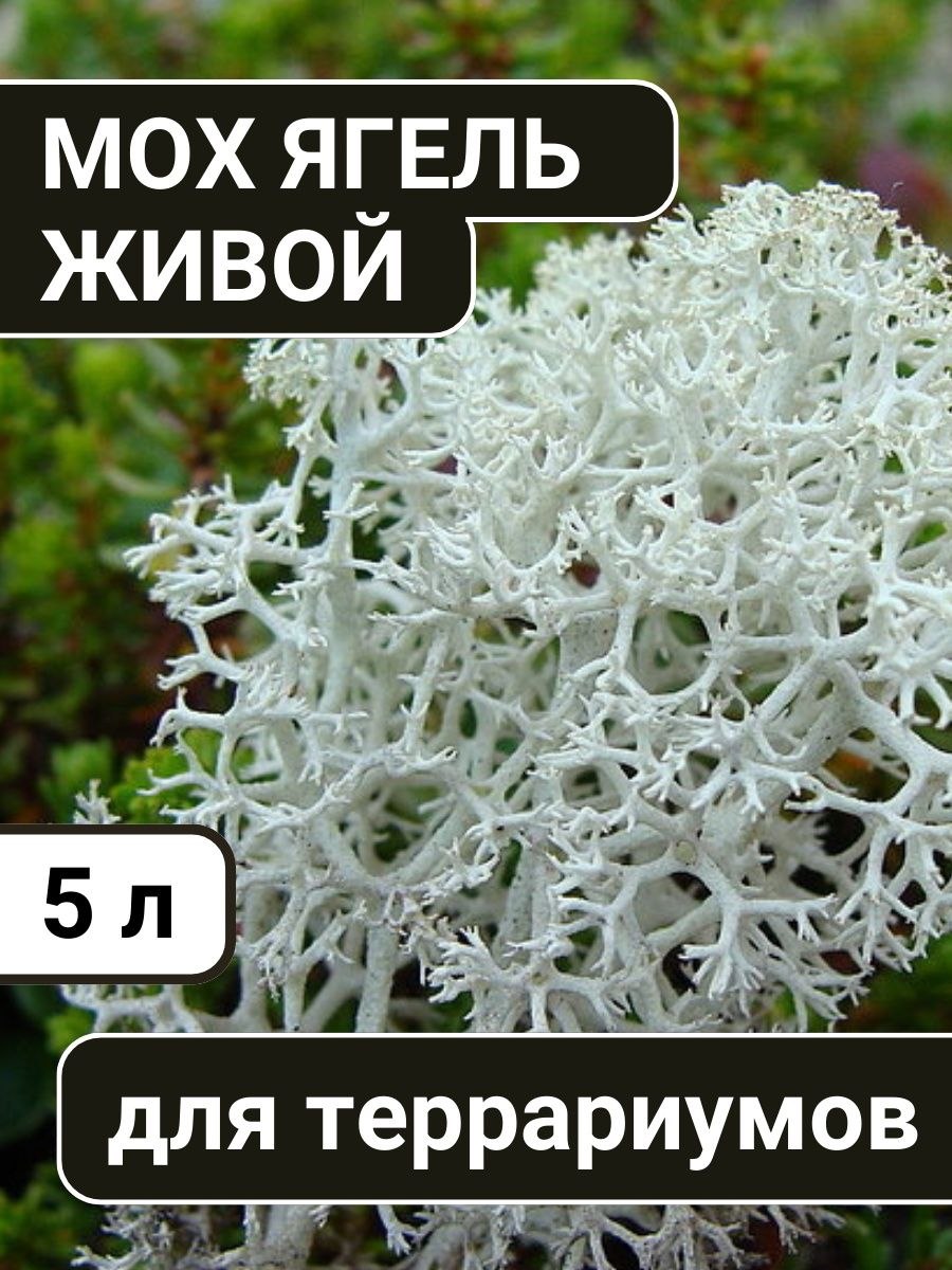 Ягель Арктический