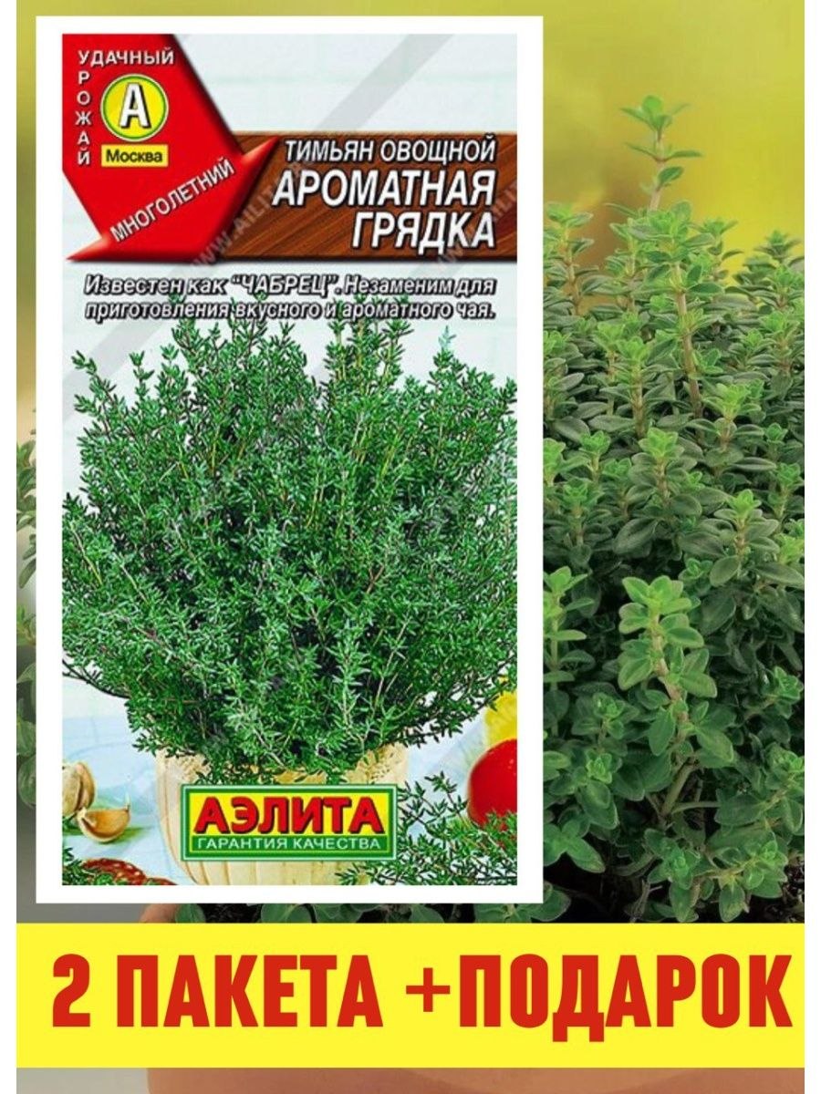 Тимьян фронда