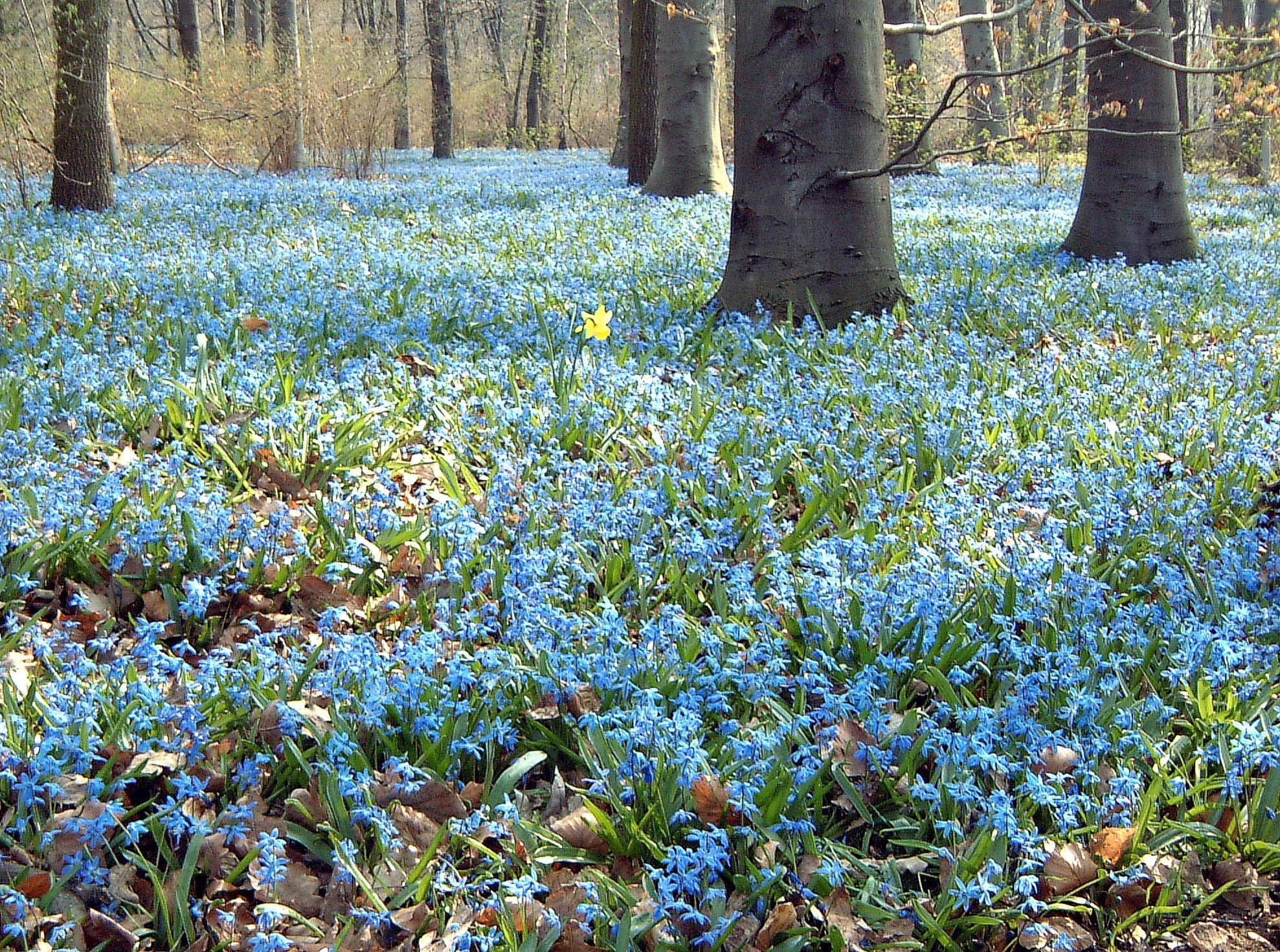 Цветочки в лесу весной. Пролеска колокольчатая. Пролеска Сцилла голубой Подснежник. Пролеска Лесная цветок. Пролеска Сибирская.
