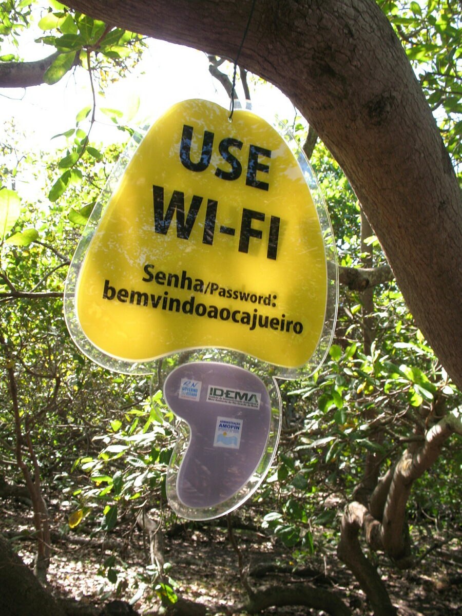 Самое большое дерево кешью