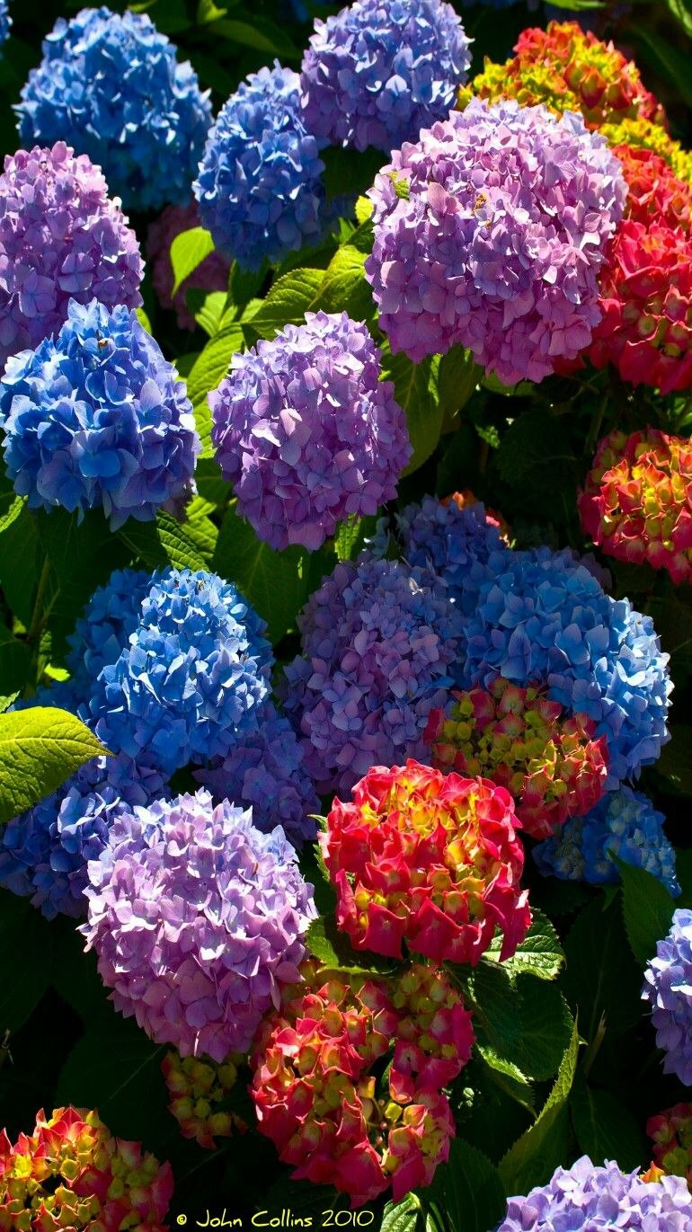 Гортензия Садовая