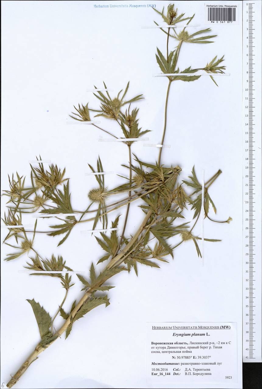 Синеголовник плосколистный гербарий