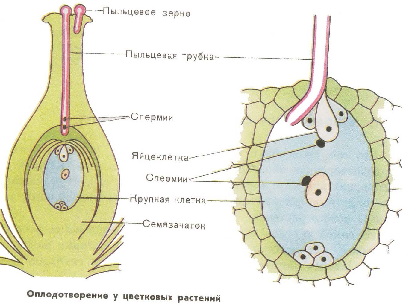 Спермий цветка. Двойное оплодотворение растений зародышевый мешок. Схема оплодотворения у цветковых растений. Схема двойного оплодотворения. Спермии покрытосеменных.