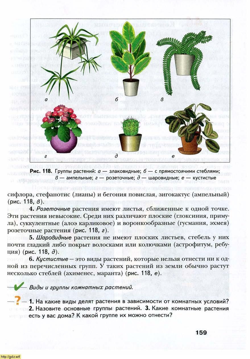 Растения делятся на комнатные и