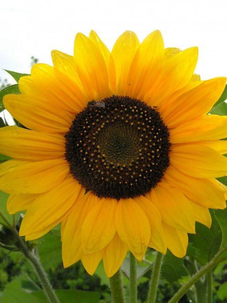 Эксперто гибрид подсолнечника