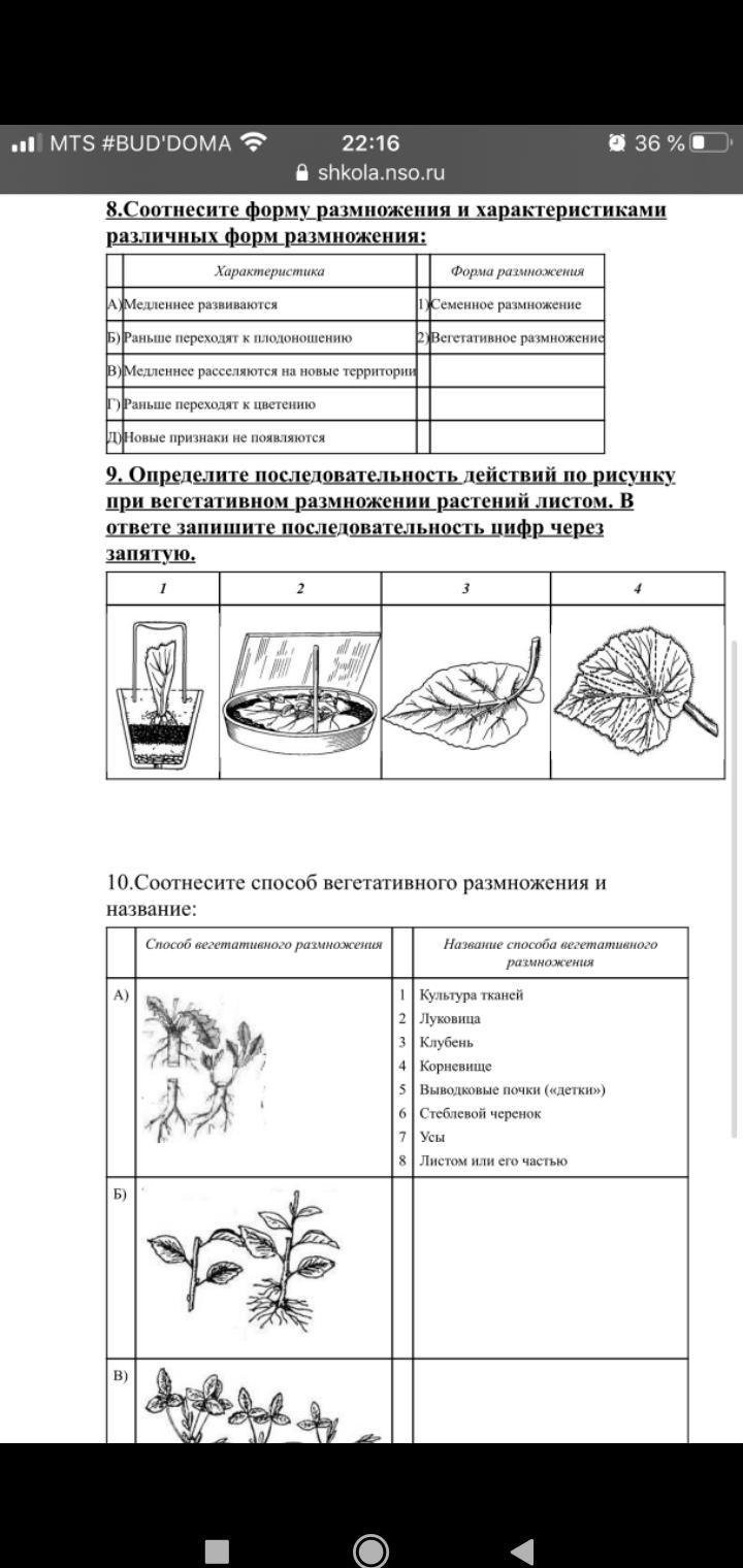 Схема двойного оплодотворения у покрытосеменных растений